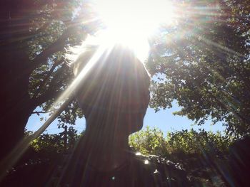 Sunlight streaming through trees in forest on sunny day