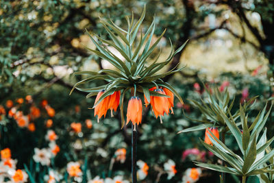 Close-up of orange flowering plant