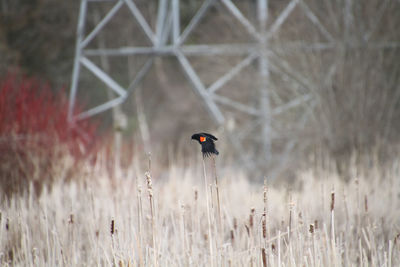 A red winged black bird perching on bull rushes in a swale