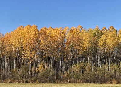 Trees against clear sky during autumn