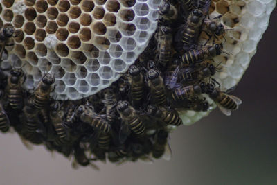 High angle view of bee on leaf