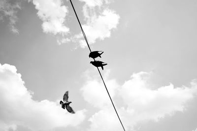 Low angle view of bird flying against sky