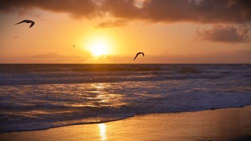 Silhouette bird flying over beach against sky during sunset