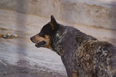 Close-up of dog looking away