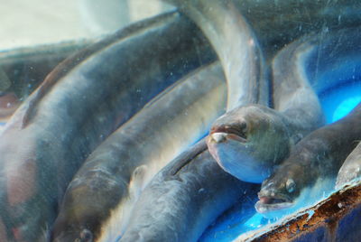 Close-up of fish swimming in aquarium