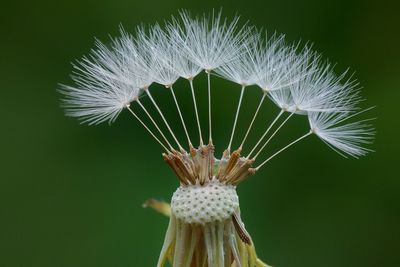 Close-up of dandelion against white background