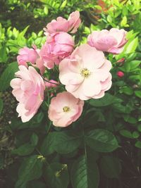 Close-up of pink flowers blooming outdoors