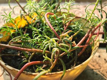 Close-up of potted plant