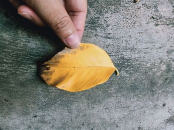 Close-up of person holding yellow leaves
