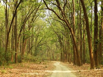 Dirt road amidst trees in forest