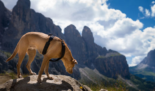 View of an animal on rock against sky