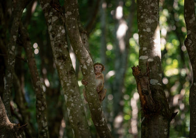 Little baby monkey climbing in the trees