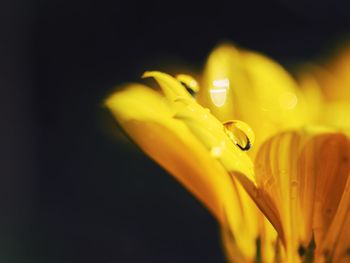 Cropped image of wet yellow flower against black background