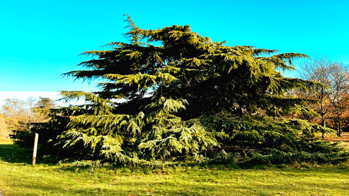 Trees on landscape against clear blue sky