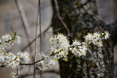 Close-up of white flowering plant