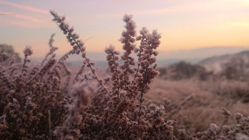 Close-up of plant growing on field against sky at sunset