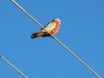 Low angle view of galah perching on rope against clear blue sky