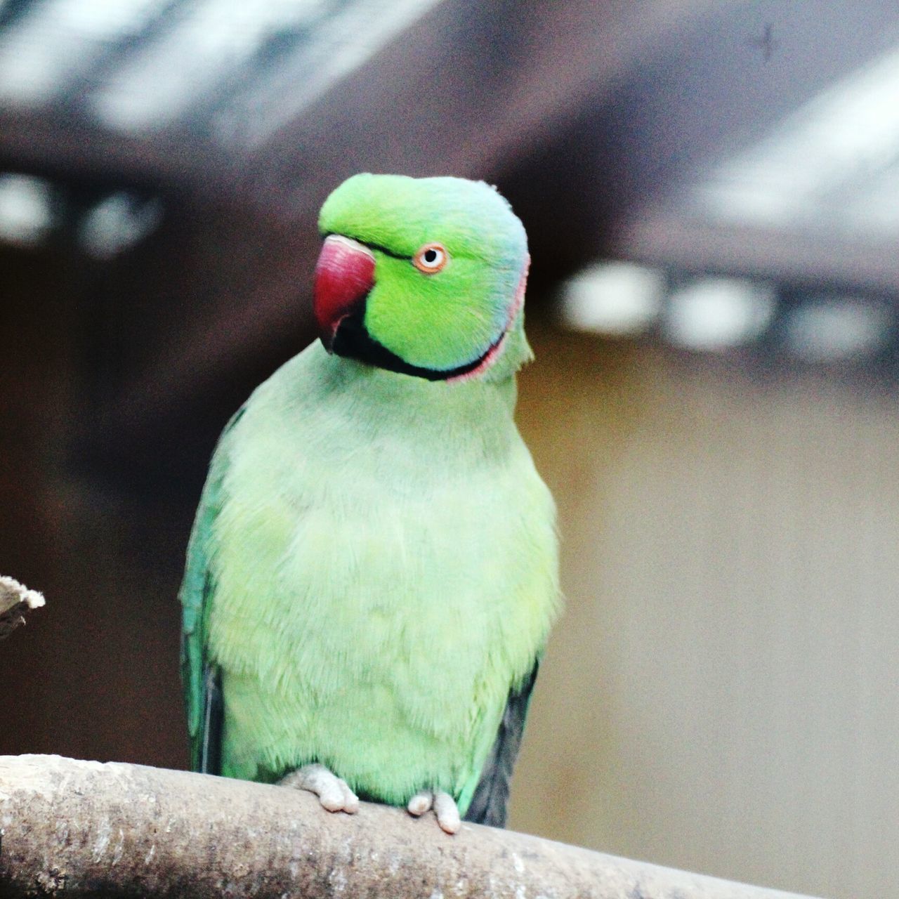 bird, animal themes, perching, animal wildlife, one animal, animals in the wild, no people, budgerigar, parrot, close-up, outdoors, day