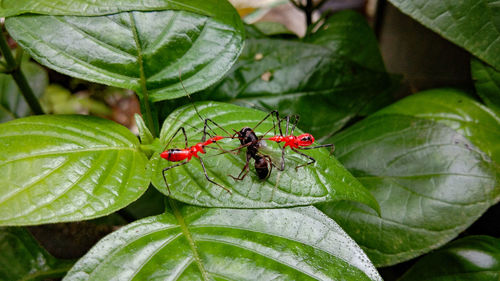 Close-up of insect on leaf