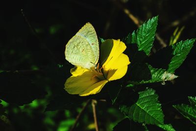 Close-up of yellow flowering plant