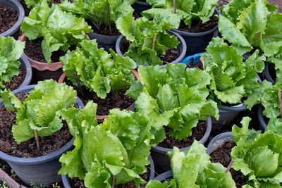 High angle view of potted plants