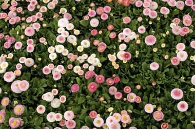 Full frame shot of flowering plants