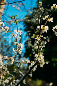 Close-up of cherry blossoms