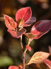 Close-up of flower against blurred background