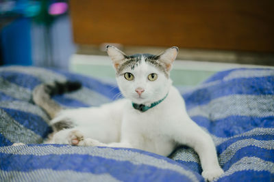 Close-up portrait of cat