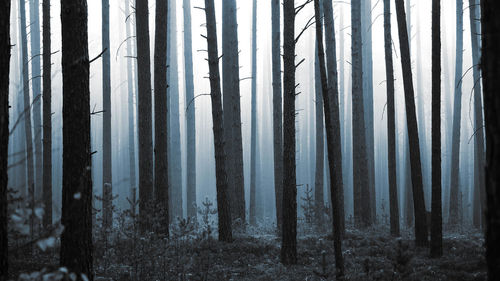 Panoramic shot of pine trees in forest