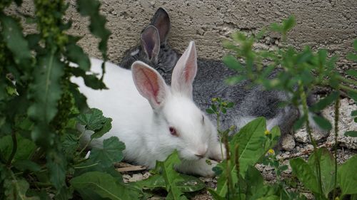 Close-up of a bunny