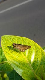 Close-up of insect on leaf