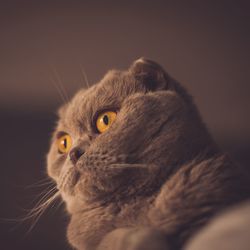 Close-up portrait of cat