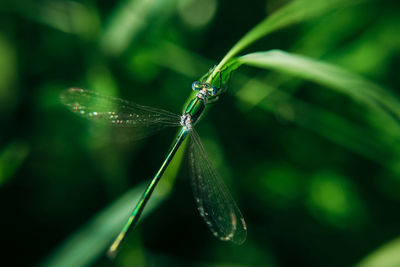 Close-up of butterfly on leaf