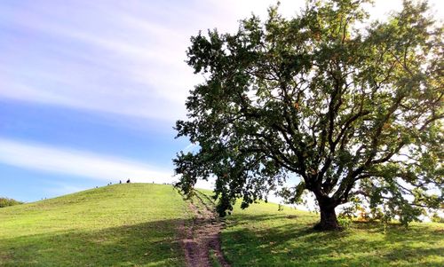 Tree on field against sky