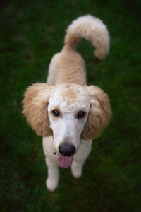 High angle portrait of dog standing on field