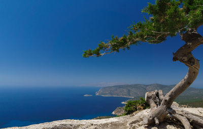 Close-up of tree by sea against clear blue sky