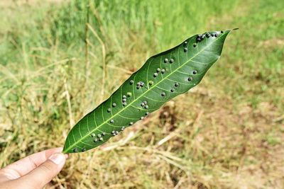 Cropped hand of woman holding leaf over field