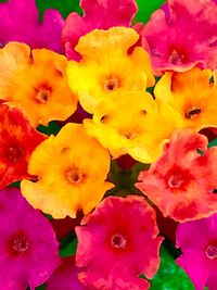 Close-up of yellow flowers