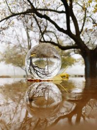 Close-up of crystal ball on tree by lake