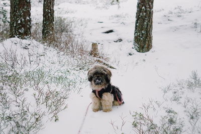 Dog standing on snow covered field