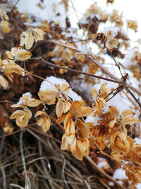 Close-up of wilted plant on field