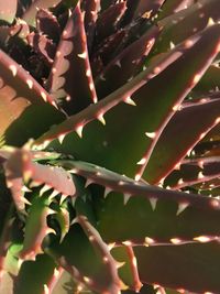 Close-up of succulent plant