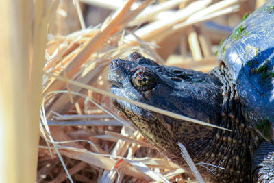 Close-up of a lizard