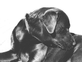 Close-up of dog sleeping on sofa