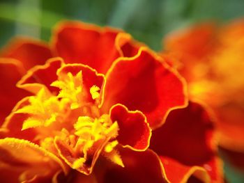 Macro shot of red flower