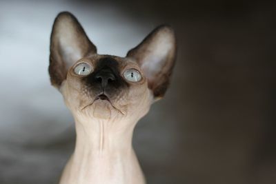 Close-up portrait of horse against white background