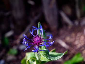 flowering plant