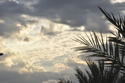 Low angle view of silhouette plants against sky