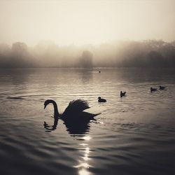 Bird flying over lake